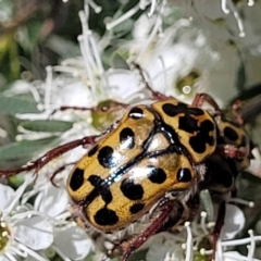 Neorrhina punctata at Stromlo, ACT - 1 Jan 2022