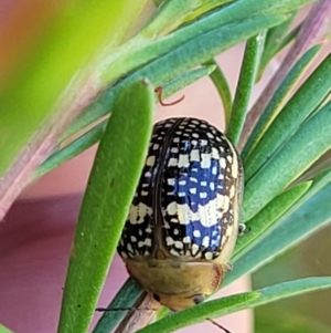 Paropsis pictipennis at Stromlo, ACT - 1 Jan 2022