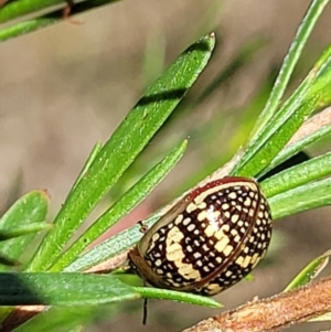 Paropsis pictipennis at Stromlo, ACT - 1 Jan 2022 12:11 PM