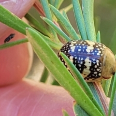 Paropsis pictipennis at Stromlo, ACT - 1 Jan 2022 12:11 PM