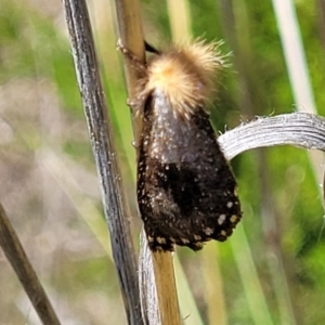 Epicoma contristis at Stromlo, ACT - 1 Jan 2022