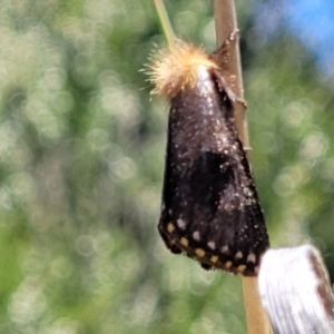 Epicoma contristis at Stromlo, ACT - 1 Jan 2022 12:13 PM