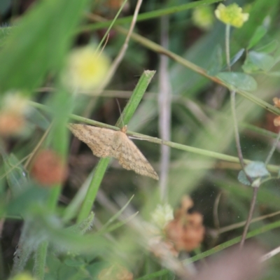 Scopula rubraria (Reddish Wave, Plantain Moth) at Goulburn, NSW - 28 Dec 2021 by Rixon