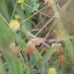 Scopula rubraria at Goulburn, NSW - 28 Dec 2021