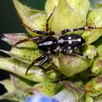 Nyssus sp. (genus) (Swift spiders) at Page, ACT - 31 Dec 2021 by DonTaylor