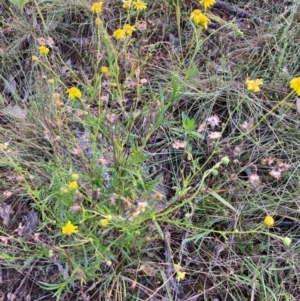 Senecio madagascariensis at Throsby, ACT - 28 Dec 2021 06:57 AM