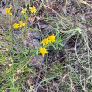 Senecio madagascariensis at Throsby, ACT - 28 Dec 2021 06:57 AM