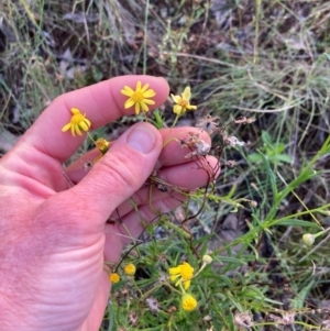 Senecio madagascariensis at Throsby, ACT - 28 Dec 2021 06:57 AM