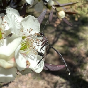 Gasteruption sp. (genus) at Murrumbateman, NSW - 1 Jan 2022