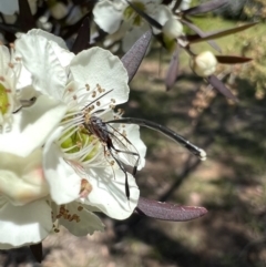 Gasteruption sp. (genus) at Murrumbateman, NSW - 1 Jan 2022 11:55 AM