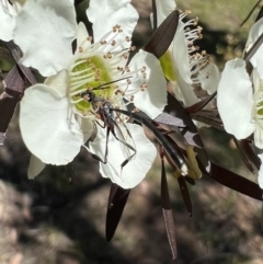 Gasteruption sp. (genus) at Murrumbateman, NSW - 1 Jan 2022