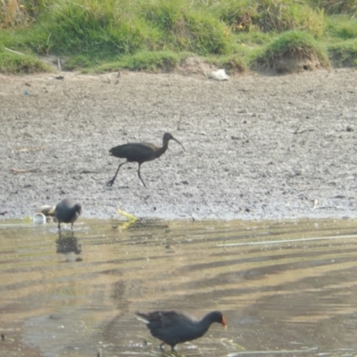 Plegadis falcinellus (Glossy Ibis) at Amaroo, ACT - 23 Dec 2019 by Amata