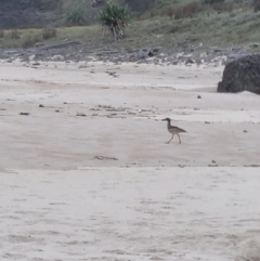 Esacus magnirostris (Beach Stone-curlew) at Evans Head, NSW - 1 Jan 2022 by AaronClausen