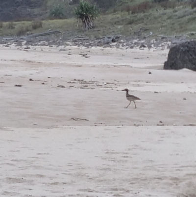 Esacus magnirostris (Beach Stone-curlew) at Evans Head, NSW - 1 Jan 2022 by AaronClausen