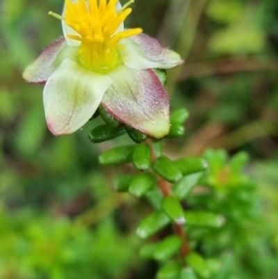 Hibbertia sp. (Guinea Flower) at Evans Head, NSW - 1 Jan 2022 by AaronClausen