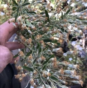 Olearia erubescens at Rendezvous Creek, ACT - 21 Dec 2021