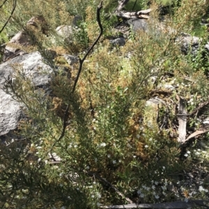 Olearia erubescens at Rendezvous Creek, ACT - 21 Dec 2021 05:56 PM