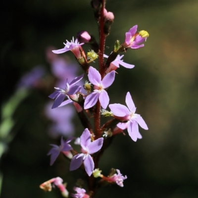 Stylidium graminifolium (grass triggerplant) at Tura Beach, NSW - 29 Dec 2021 by KylieWaldon