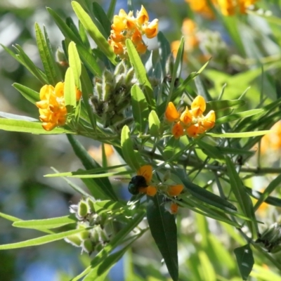 Xylocopa (Lestis) aerata (Golden-Green Carpenter Bee) at ANBG - 31 Dec 2021 by TimL