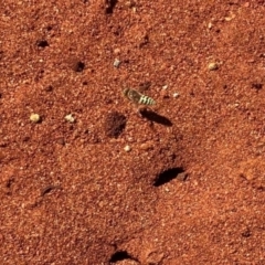 Bembix sp. (genus) (Unidentified Bembix sand wasp) at Acton, ACT - 1 Jan 2022 by NickiTaws
