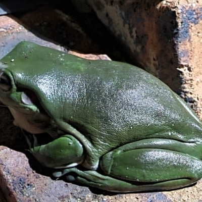 Litoria caerulea (Green Tree Frog) at Evans Head, NSW - 1 Jan 2022 by AaronClausen