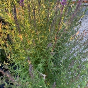 Lythrum salicaria at Acton, ACT - 31 Dec 2021