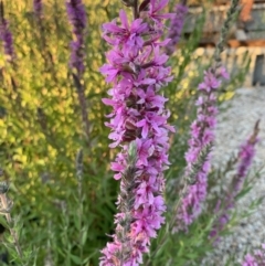 Lythrum salicaria at Acton, ACT - 31 Dec 2021 07:55 PM