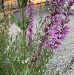 Lythrum salicaria at Acton, ACT - 31 Dec 2021