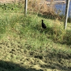 Porphyrio melanotus (Australasian Swamphen) at Acton, ACT - 31 Dec 2021 by JaceWT