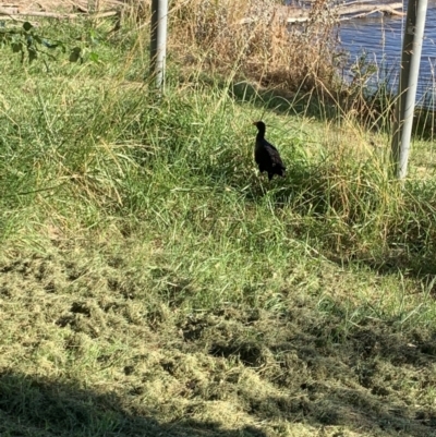 Porphyrio melanotus (Australasian Swamphen) at Acton, ACT - 31 Dec 2021 by JaceWT