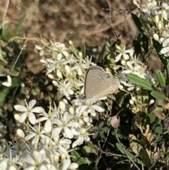 Zizina otis (Common Grass-Blue) at Acton, ACT - 31 Dec 2021 by JaceWT