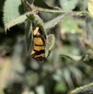 Olbonoma triptycha at Acton, ACT - 31 Dec 2021