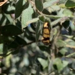 Olbonoma triptycha at Acton, ACT - 31 Dec 2021