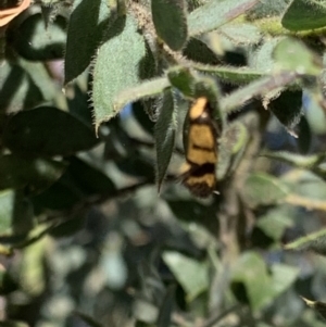 Olbonoma triptycha at Acton, ACT - 31 Dec 2021 06:06 PM