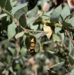 Olbonoma triptycha at Acton, ACT - 31 Dec 2021