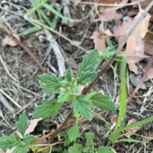 Dysphania pumilio at Acton, ACT - 31 Dec 2021 06:00 PM