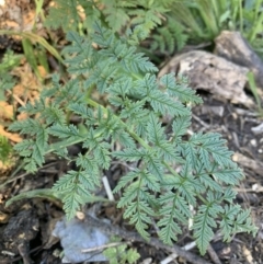 Conium maculatum (Hemlock) at Acton, ACT - 31 Dec 2021 by JaceWT