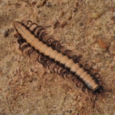 Gigantowales chisholmi (A millepede) at Dunlop, ACT - 27 Dec 2021 by JohnBundock