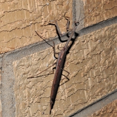 Archimantis latistyla (Stick Mantis, Large Brown Mantis) at Wanniassa, ACT - 1 Jan 2022 by JohnBundock