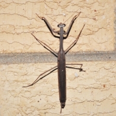 Archimantis latistyla at Wanniassa, ACT - 1 Jan 2022