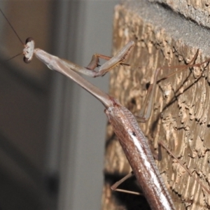 Archimantis latistyla at Wanniassa, ACT - 1 Jan 2022