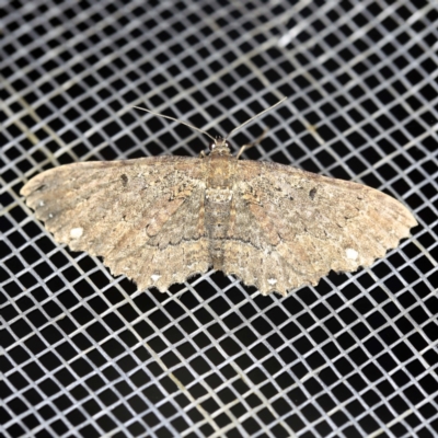 Eccymatoge fulvida (A geometer moth) at O'Connor, ACT - 28 Dec 2021 by ibaird