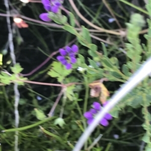 Comesperma retusum at Cotter River, ACT - 21 Dec 2021