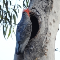 Callocephalon fimbriatum (Gang-gang Cockatoo) at Acton, ACT - 1 Jan 2022 by HelenCross