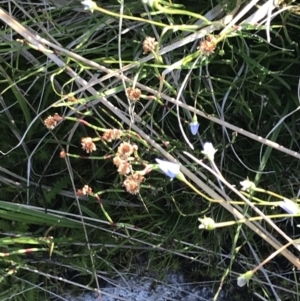 Baloskion australe at Rendezvous Creek, ACT - 21 Dec 2021 06:32 PM