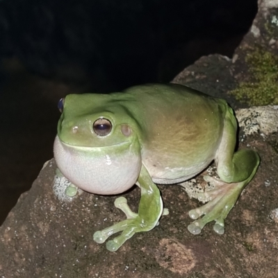 Litoria caerulea (Green Tree Frog) at Evans Head, NSW - 1 Jan 2022 by AaronClausen