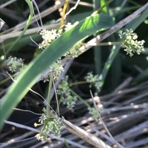 Aciphylla simplicifolia at Rendezvous Creek, ACT - 21 Dec 2021