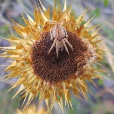 Araneinae (subfamily) (Orb weaver) at Acton, ACT - 1 Jan 2022 by HelenCross