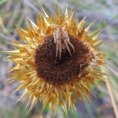 Araneinae (subfamily) at Acton, ACT - 1 Jan 2022