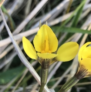 Diuris monticola at Rendezvous Creek, ACT - suppressed